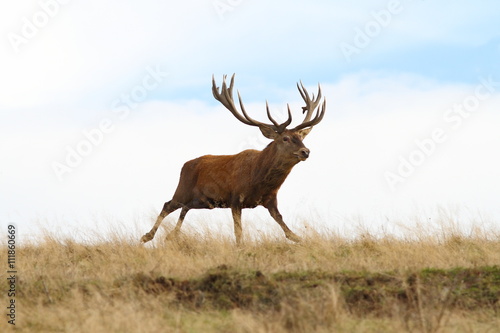 big red deer stag in the run