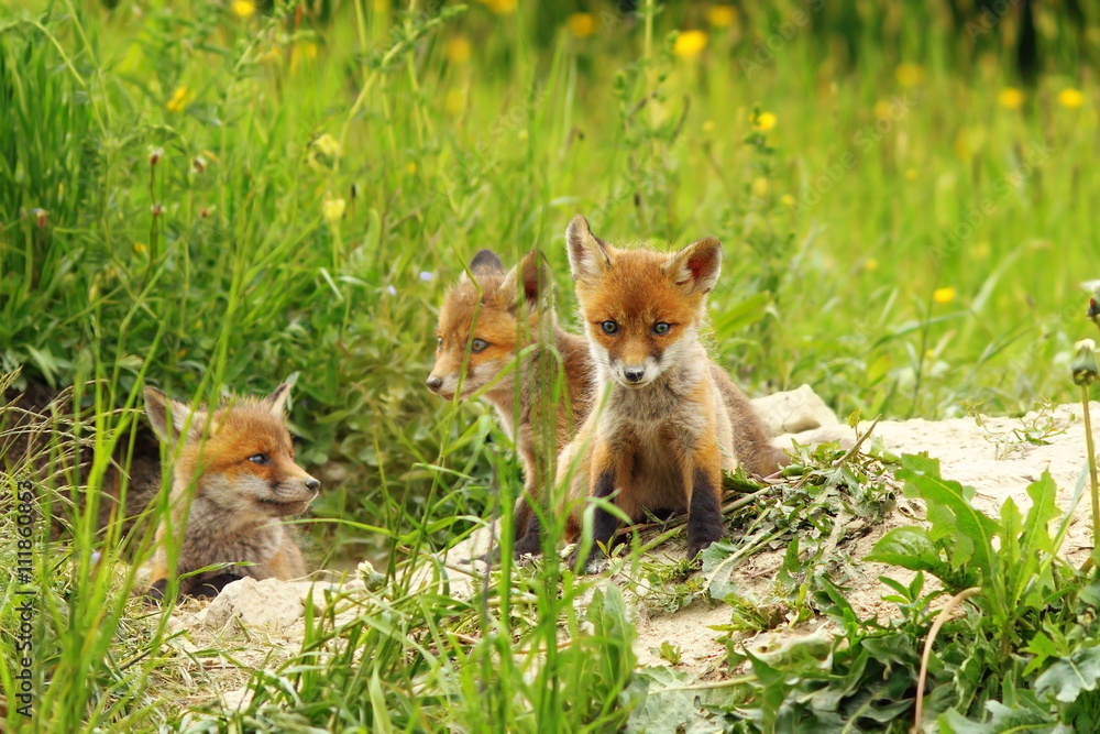 Fototapeta premium fox cubs near the den