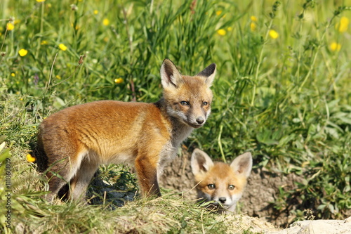 european fox cubs outside the burrow © taviphoto