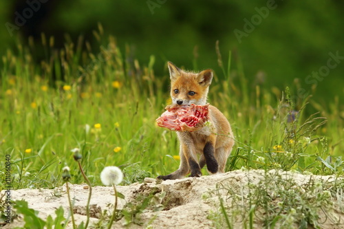 fox cub eating meat