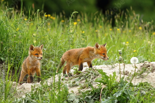 fox cubs near the burrow