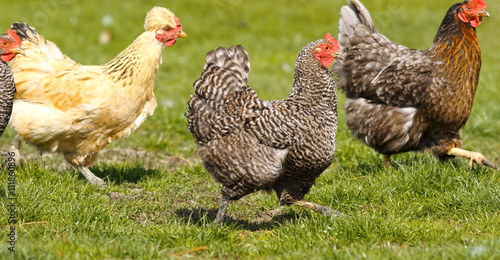 hen running on lawn