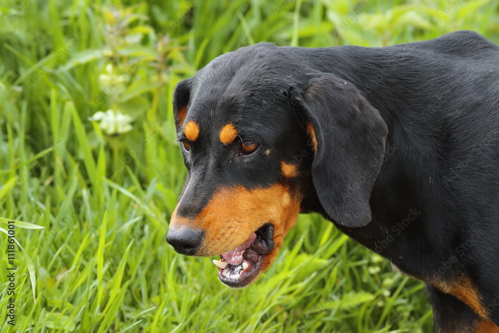 portrait of scenthound dog