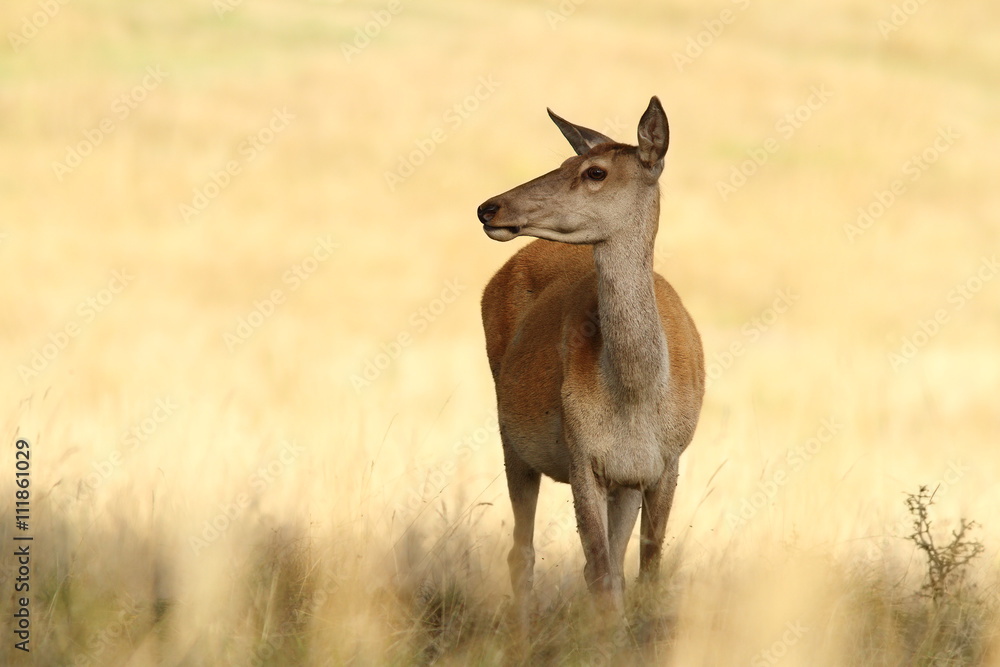 red deer doe in a glade red deer doe in a glade