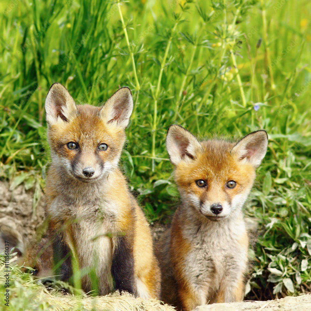 Obraz premium red fox brothers