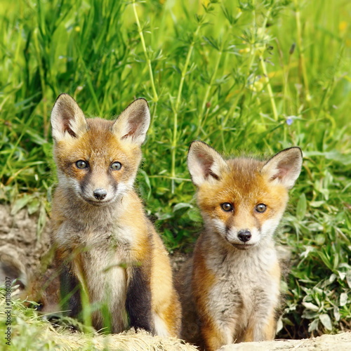 red fox brothers © taviphoto