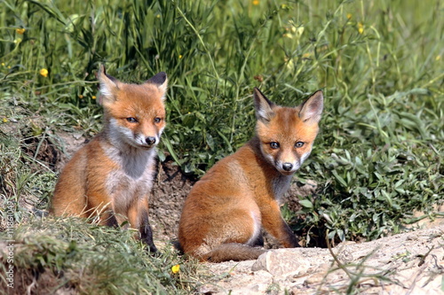 red fox cubs resting near the burrow © taviphoto