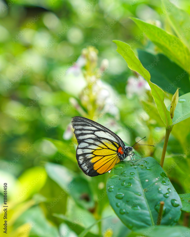 Paninted Jezebel butterfly in a garden Paninted Jezebel butterfly in a garden