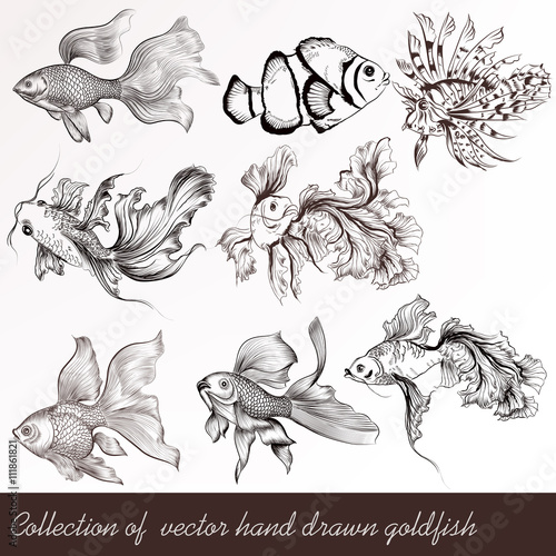 Vector set of filigree drawn goldfish in vintage style