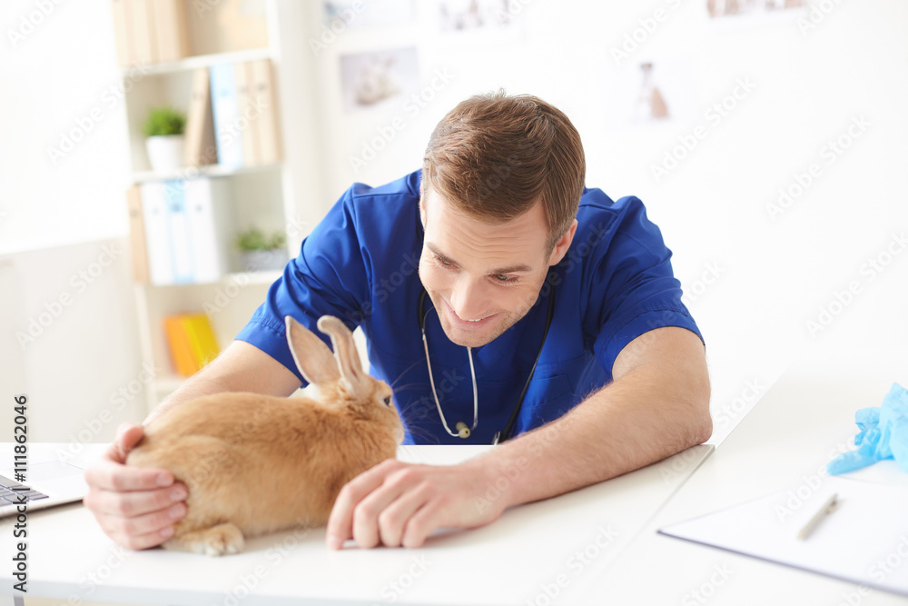 Fototapeta premium Cheerful male veterinarian is curing an animal