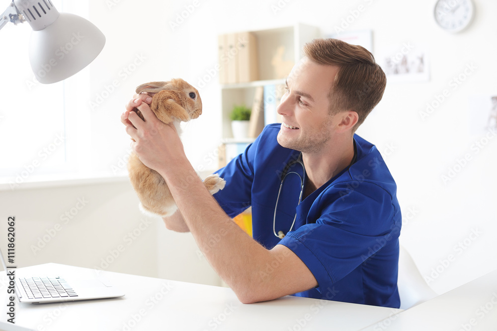 Obraz premium Experienced young vet examining health of animal