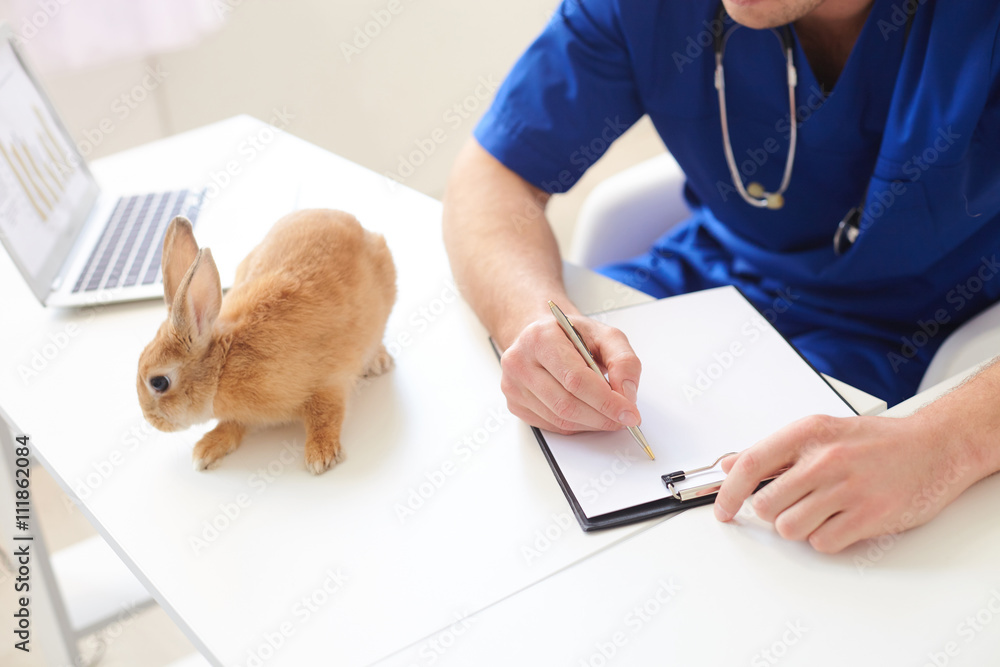Naklejka premium Professional male veterinarian is doing paperwork