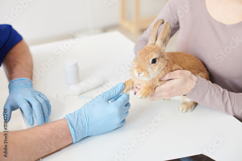 Young woman is showing her pet to doctor