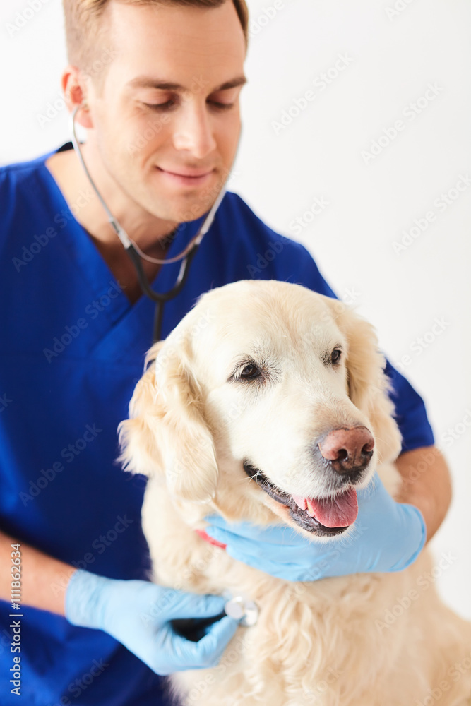 Skillful young vet is analyzing animal health Skillful young vet is analyzing animal health