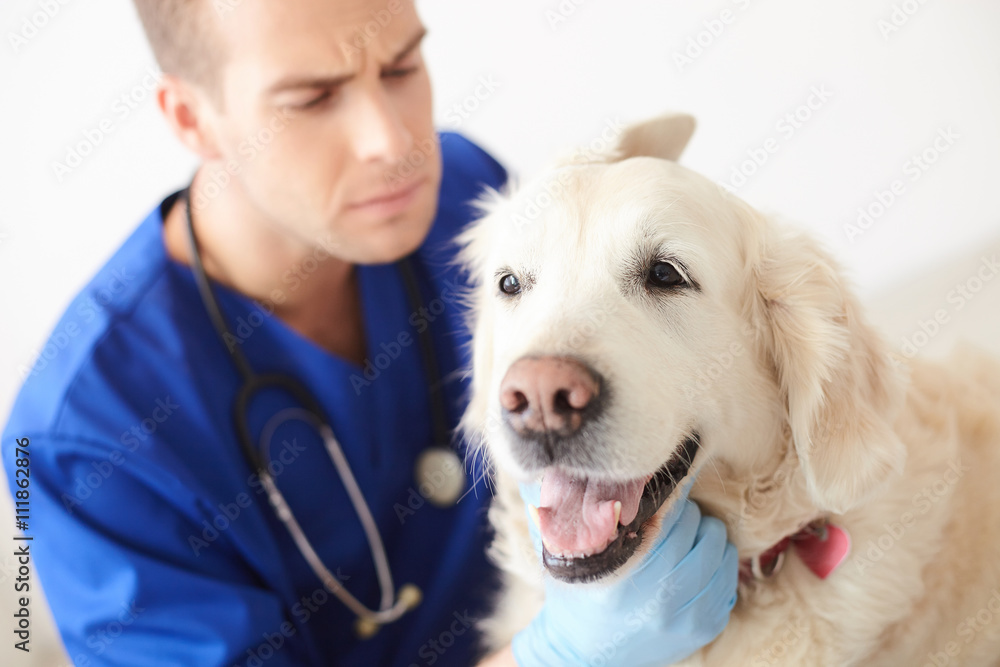 Professional young vet is examining a dog Professional young vet is examining a dog