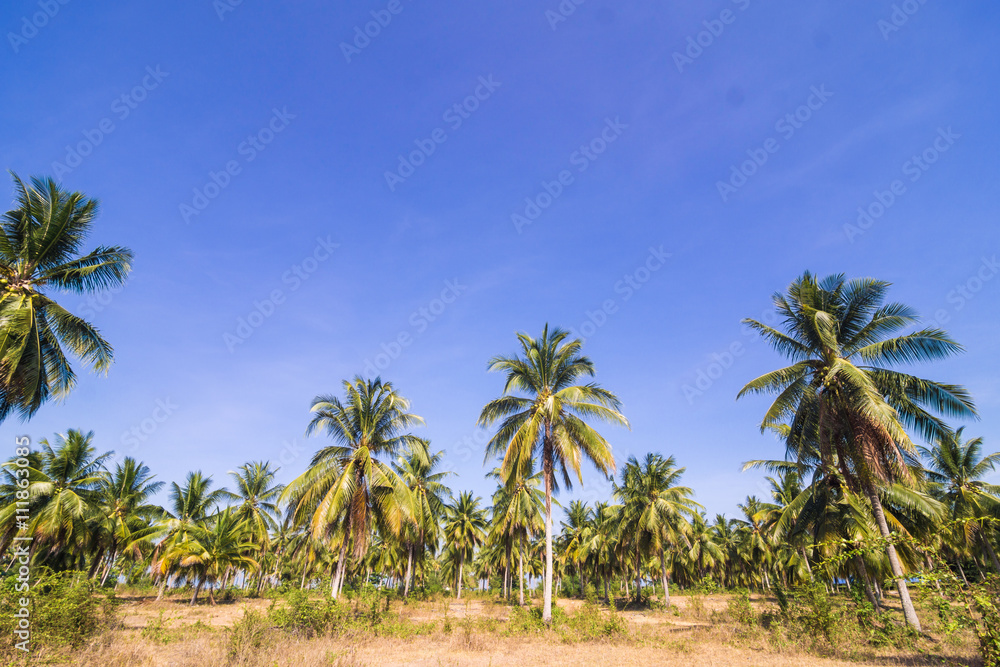 Coconut palm plantation with rural road Coconut palm plantation with rural road