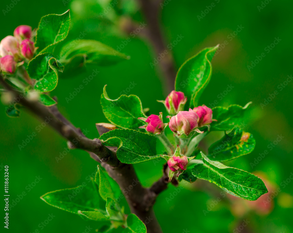 Obraz premium amazing spring flowers