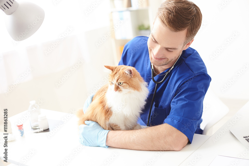 Professional young vet is doing examination of pet Professional young vet is doing examination of pet