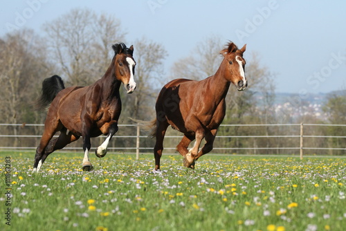 Zwei Pferde im Frühling auf der Koppel