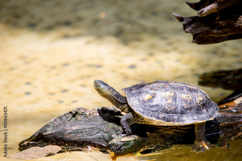 Obraz premium tortoise on the log 