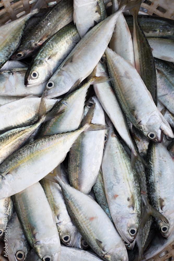 fresh fish in market fresh fish in market