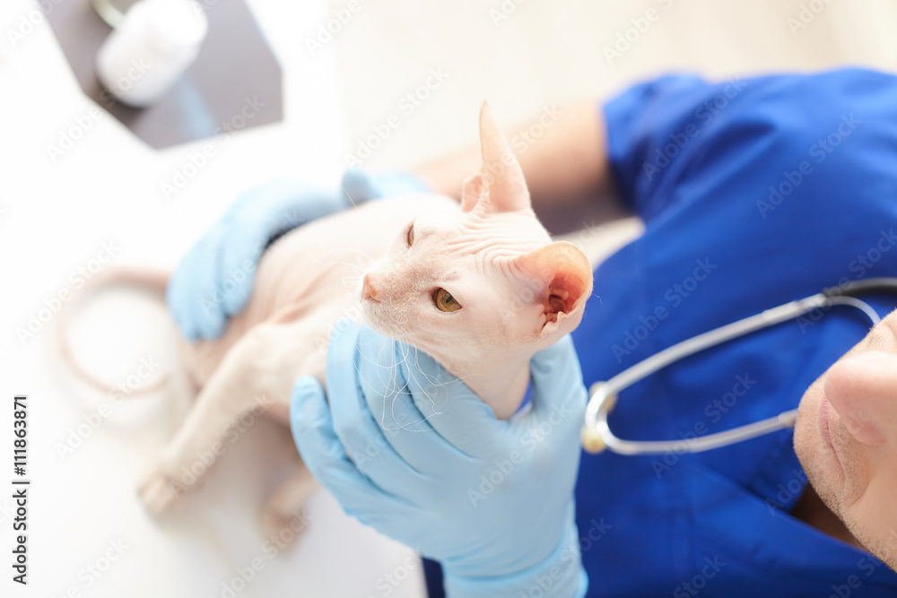 Skillful male vet is doing examination of animal Skillful male vet is doing examination of animal