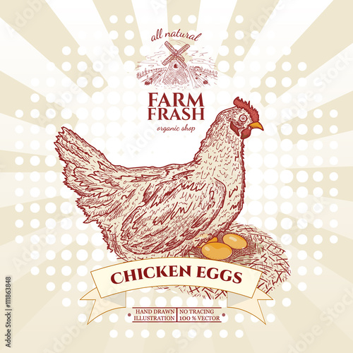 Farm fresh chicken eggs, hen in nest with eggs vector