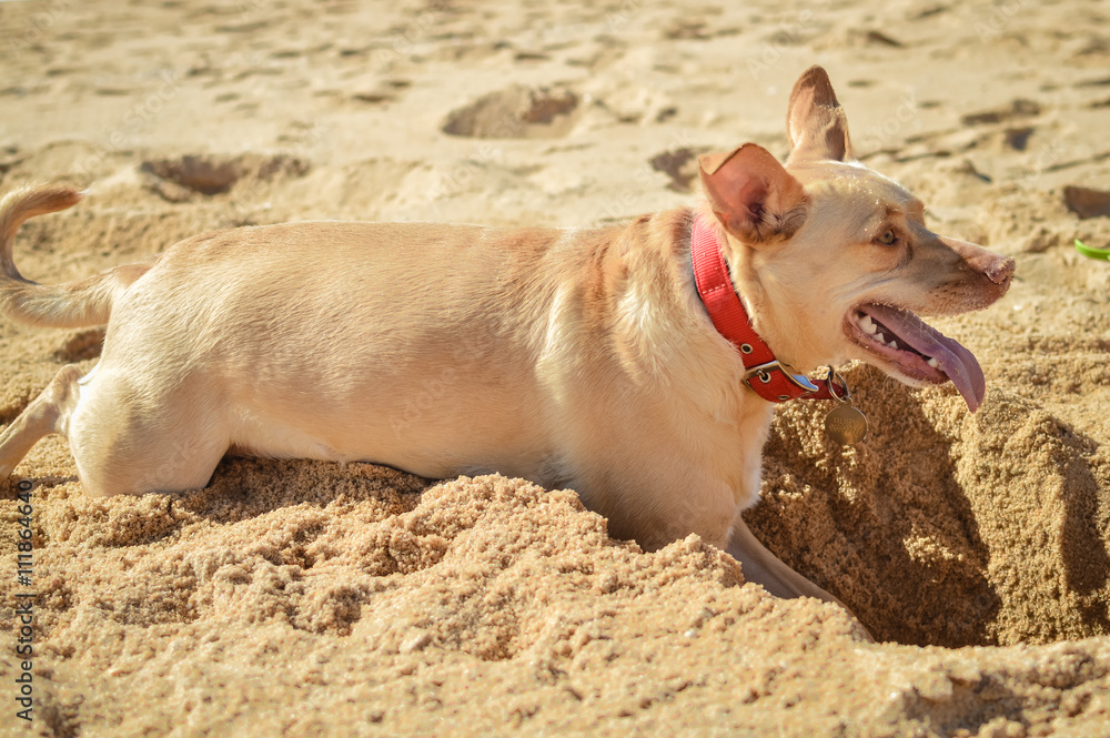 Dog digging a hole in the sand at the beach on summer holiday vacation 