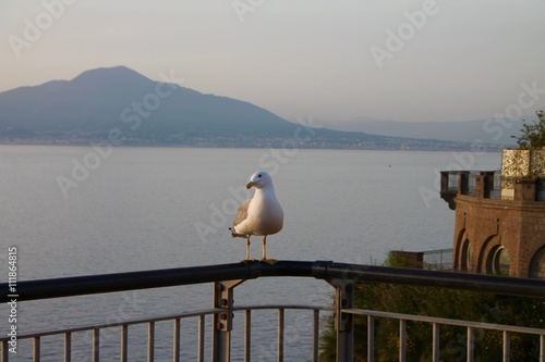 Golfo di Napoli e il Vesuvio con gabbiano photo