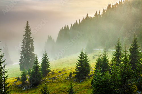 Obraz na płótnie fir trees on meadow between hillsides in fog before sunrise w salonie
