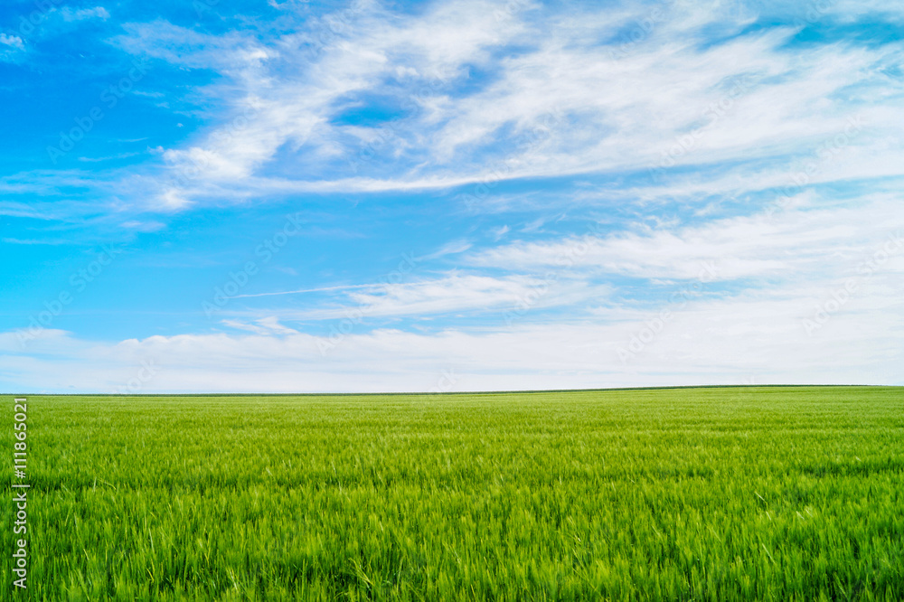 Weizen Feld im Sonnenlicht mit blauen Himmel