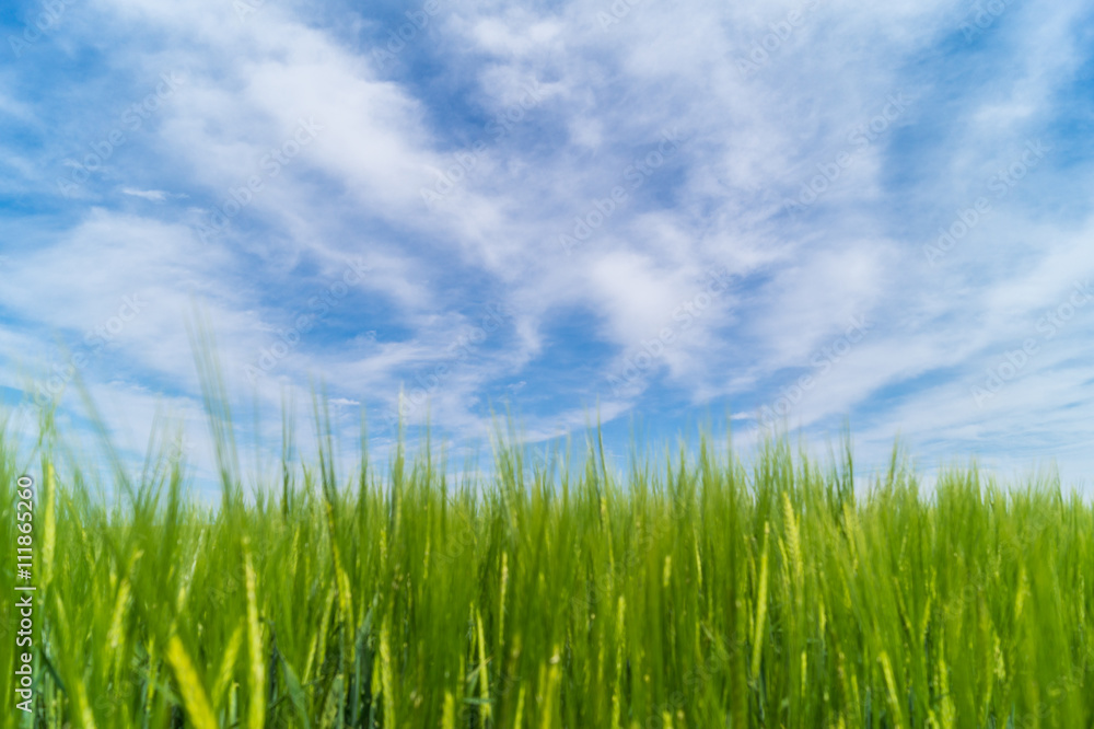 Weizenfeld mit schöner Wolkenstimmung und blauen Himmel 