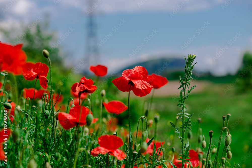 Obraz premium kwiat maku