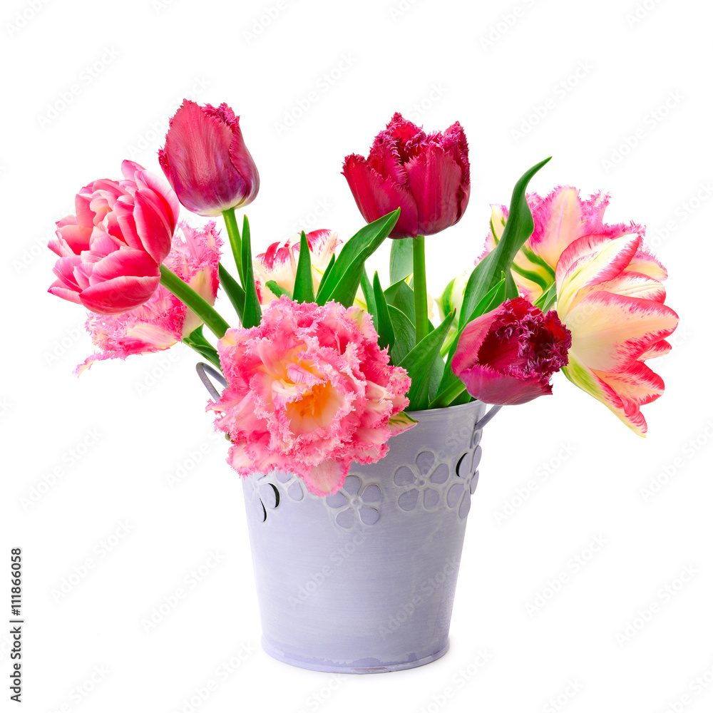 bucket with tulips isolated on white