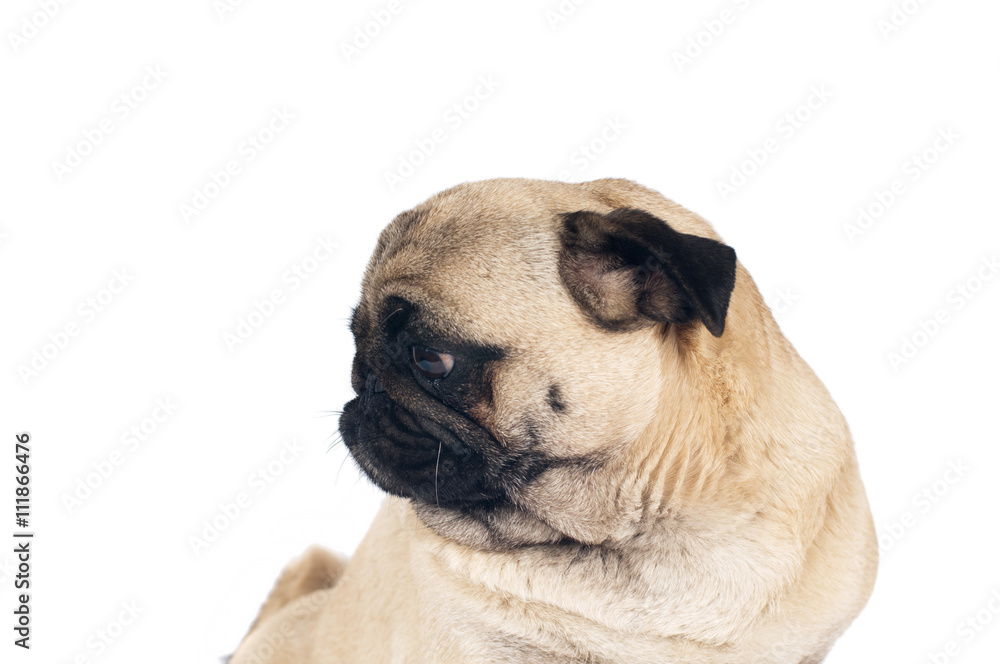 Obraz premium Pug sandy color portrait isolated on white
