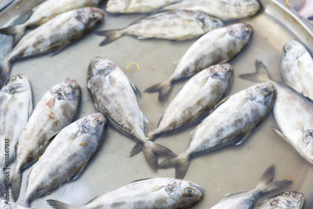 Many of fresh fishes on a market