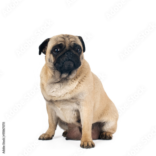 Pug sandy color portrait isolated on white