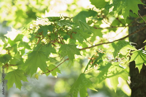 green maple tree leaves in sun light, summer sunny day