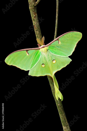 Luna Moth