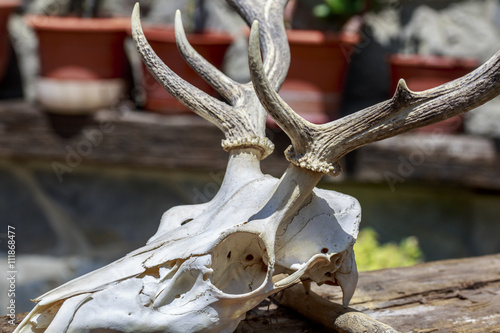 Detail of the basis of antlers of a deer skull