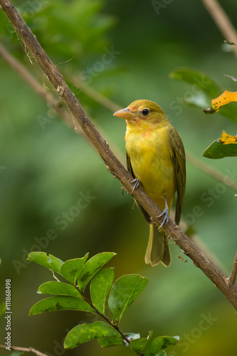 Summer Tanager