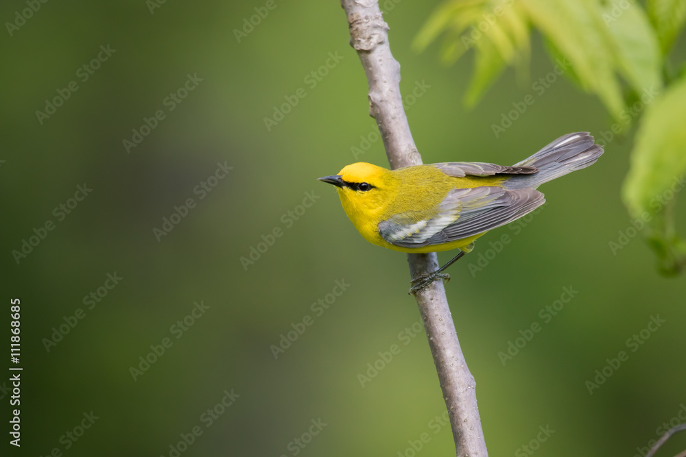Fototapeta premium Blue-winged Warbler