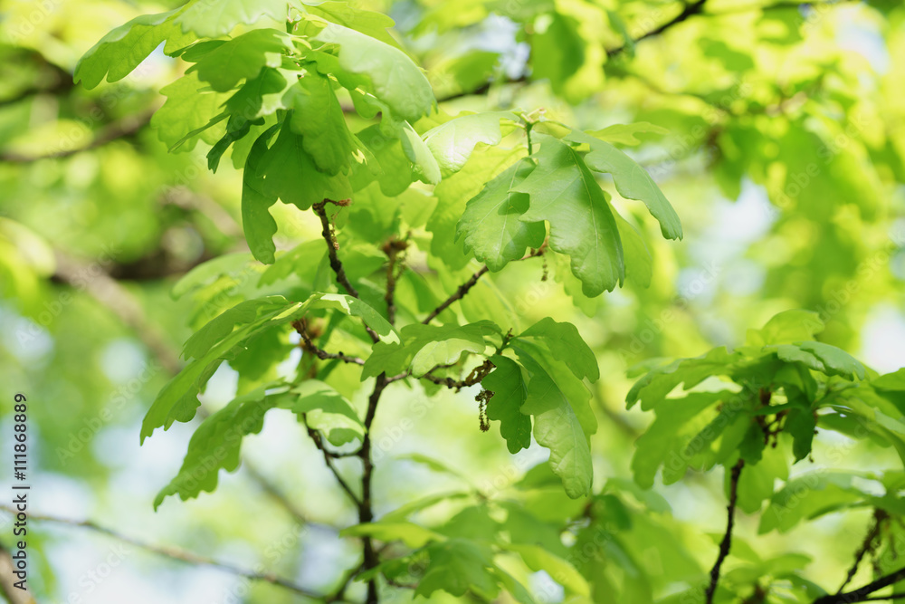 young oak leaves in spring sunny day, shallow focus young oak leaves in spring sunny day, shallow focus
