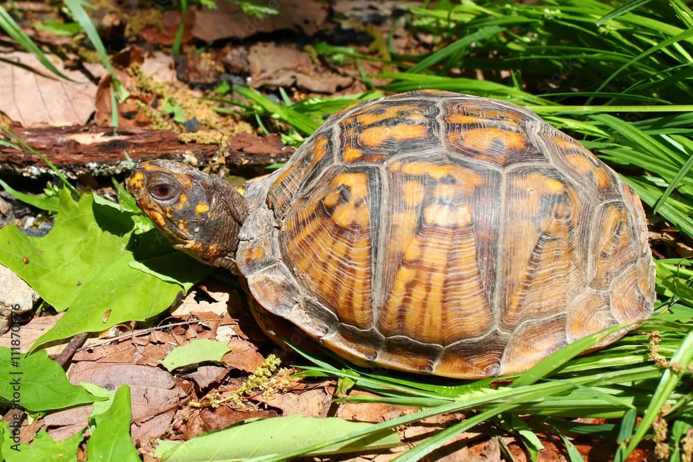 Eastern Box Turtle in Alabama Eastern Box Turtle in Alabama