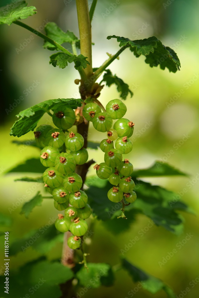 Currant Currant