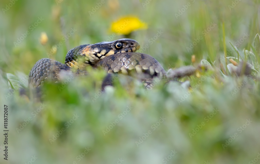 Grass Snake coiled in vibrant green grass/Grass Snake/Grass Snake Grass Snake coiled in vibrant green grass/Grass Snake/Grass Snake