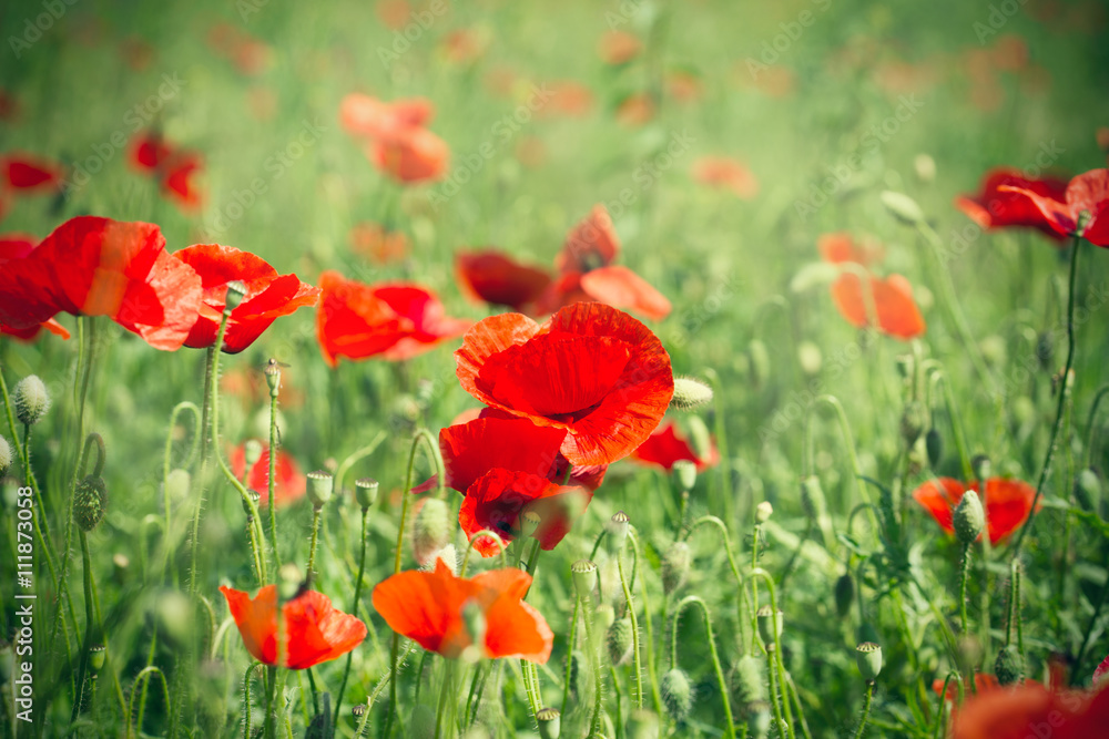 Obraz premium Wild red poppy flowers in meadow in high grass