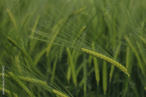 Field of barley