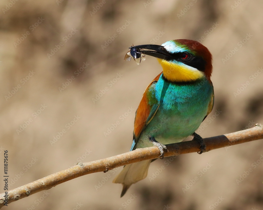 Fototapeta premium European bee-eater, Merops apiaster
