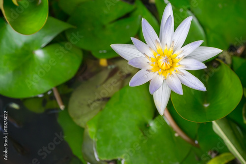 White Yellow Lotus flower and Lotus flower plants in the pond